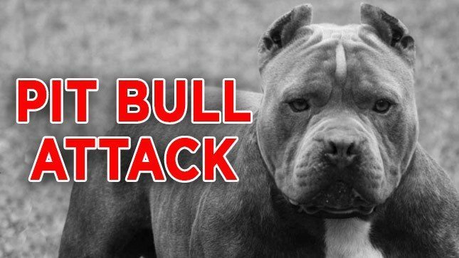 pit bull kills